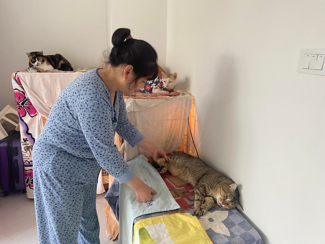 Người phụ nữ cứu hàng trăm con mèo, nhường phòng ngủ, lắp điều hoà cho “thú cưng”