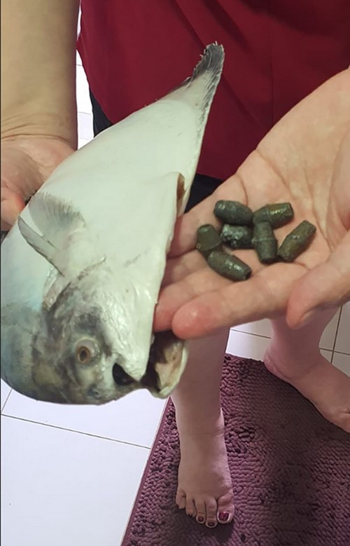 Mua cá về làm món ăn ngày Tết, không ngờ tìm thấy 7 viên chì nặng 100g bên trong